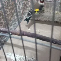 فروش سره پاییزه