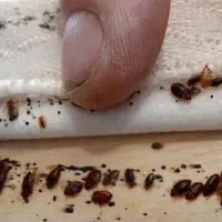 سمپاشی سوسک|خدمات نظافت|کردکوی, |دیوار