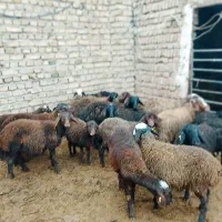 ۱۷ راس بره همه نر،اصیل مناسب نگهداری|حیوانات مزرعه|دشتابی, |دیوار