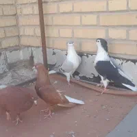 سرخ دم سفید وساده