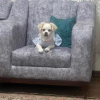 واگذاری رایگان