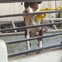 سگ .|سگ|کرمانشاه, |دیوار