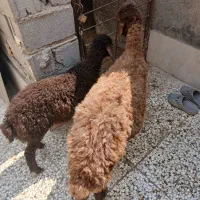 گوسفند دوقلوزامیانسال با بره ماده