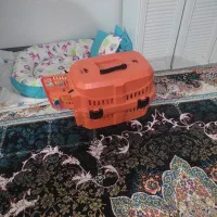 سگ پامر|سگ|نظرآباد, نجم آباد|دیوار