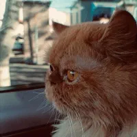 پرشین سوپر فلت