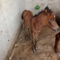 اسب|اسب و تجهیزات اسب‌سواری|برازجان, |دیوار