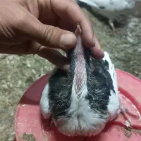 کبوتر رنگی|پرنده|قزوین, |دیوار