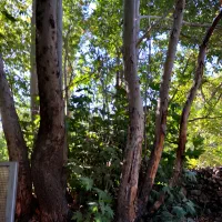 زمین باغ  ۶۵۰ متری فروشی در روستای کشه رایان نطنز|فروش زمین و ملک کلنگی|اصفهان, شهرستان|دیوار