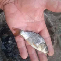 کپور اوزون فیتوفاک اموروبیگهد|ماهی|گرمسار, |دیوار