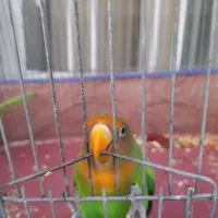 طوطی برزیلی|پرنده|شیراز, رازی|دیوار