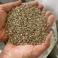 شاهدانه مخصوص کشت