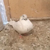 کفتر|پرنده|نسیمشهر, |دیوار