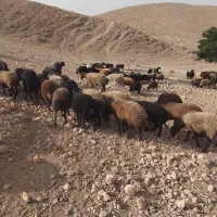 تعداد۷۰بره