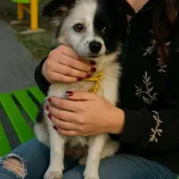 سگ پاکوتاه روباهی|سگ|مشهد, ایثار|دیوار