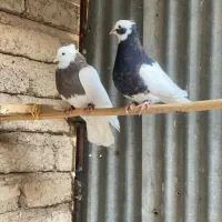 کبوتررنگی خوشکل