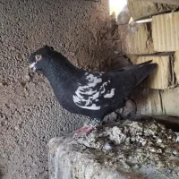 کفتر