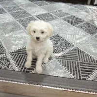 سگ اشپیتز دوماه|سگ|ورامین, ورامین|دیوار