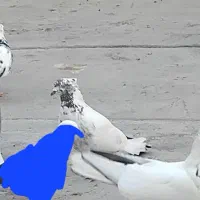 گمشده