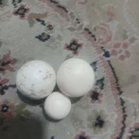 الماس آسیابی  اصلی