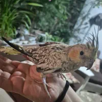 عروس هلندی ماده