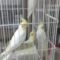 عروس هلندی