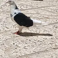 کبوتر  دانه 500 کبوتر اس