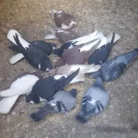 کبوتر|پرنده|زنجانرود, |دیوار