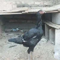 مرغ و خروس لاری