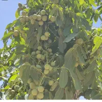 پیوند انواع درختان،،فروش انواع قلمه های گردو،.