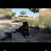 سگ نر گله ای