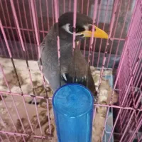 پرنده قناری و مرغ مینا|پرنده|بندر ماهشهر, |دیوار