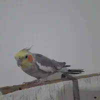 عروس هلندی|پرنده|تربت جام, المهدی|دیوار