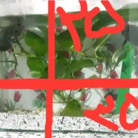 ماهی اسکار|ماهی|ملکآباد, |دیوار