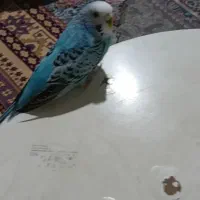 عروس هلندی  مرغ عشق