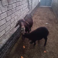 بره و میش|حیوانات مزرعه|سیلاخور, |دیوار