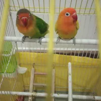 کاملا اهلی|پرنده|ارومیه, |دیوار