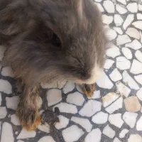 خرگوش لوپ هندی