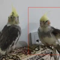 پرنده ی گمشده (عروس هلندی)|حیوانات|سمنان, |دیوار