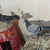 کفتر