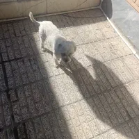 سگ شیتزو واگذاری رایگان|سگ|کرمان, |دیوار