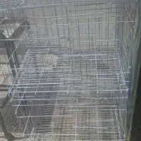 قفس جفت کن کبوتر،پالت گنجه