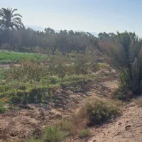 زمین مزروعی انتهای صحرای مبارکه نزدیک بلوارسنگ آهن|فروش زمین و ملک کلنگی|بافق, |دیوار