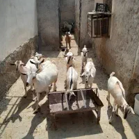 بز نر وماده سومال|حیوانات مزرعه|بندرعباس, |دیوار
