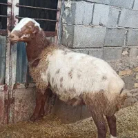 بره نر|حیوانات مزرعه|دینور, |دیوار