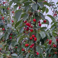 300 متر باغچه با مجوز ساخت ویلا دماوند آبسرد