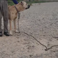 سگ سرابی اصیل|سگ|انگوران, |دیوار