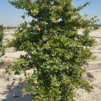 ۲۰۰ متر باغچه جنب شهرک صنعتی نسیم شهر