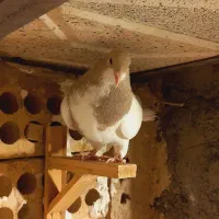 پشت هفترنگ سار موشی|پرنده|مشهد, انصار|دیوار