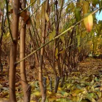 انواع نهال سنجد. وگردو چندلروخوشه ایی وبادام|خدمات باغبانی و درختکاری|خسروشاه, |دیوار