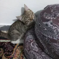 واگذاری گربه کوچولوی ملوس|گربه|کرج, اخترآباد|دیوار